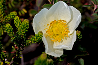 Bibernell-Rose