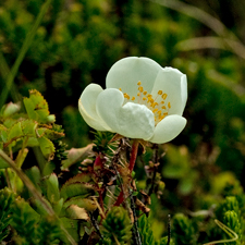 Bibernell-Rose