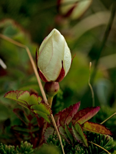 Bibernell-Rose