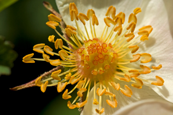 Bibernell-Rose