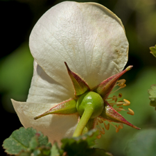 Bibernell-Rose