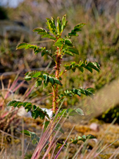 Bibernell-Rose