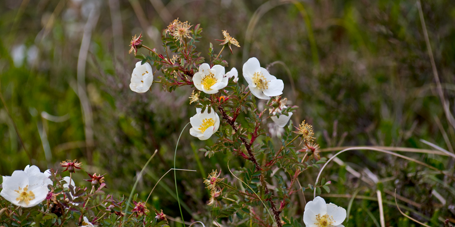 Bibernell-Rose