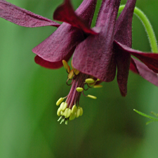 Schwarzviolette Akelei