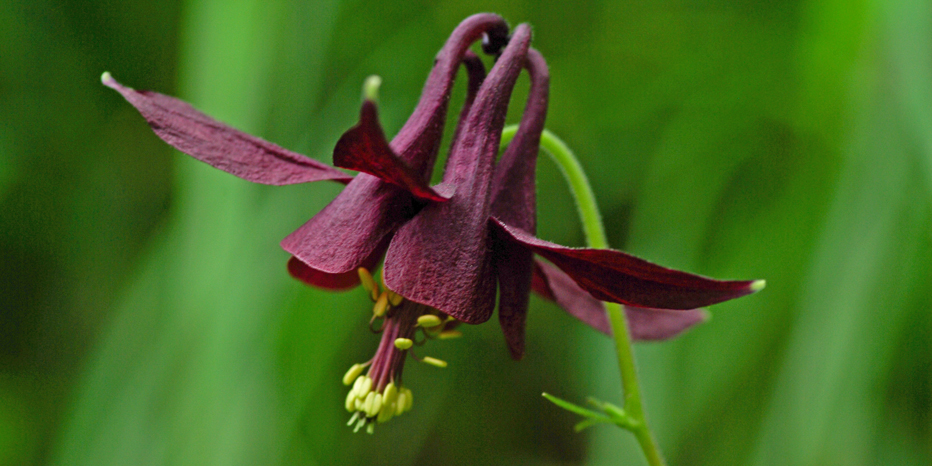 Schwarzviolette Akelei