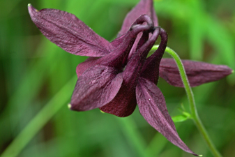 Schwarzviolette Akelei