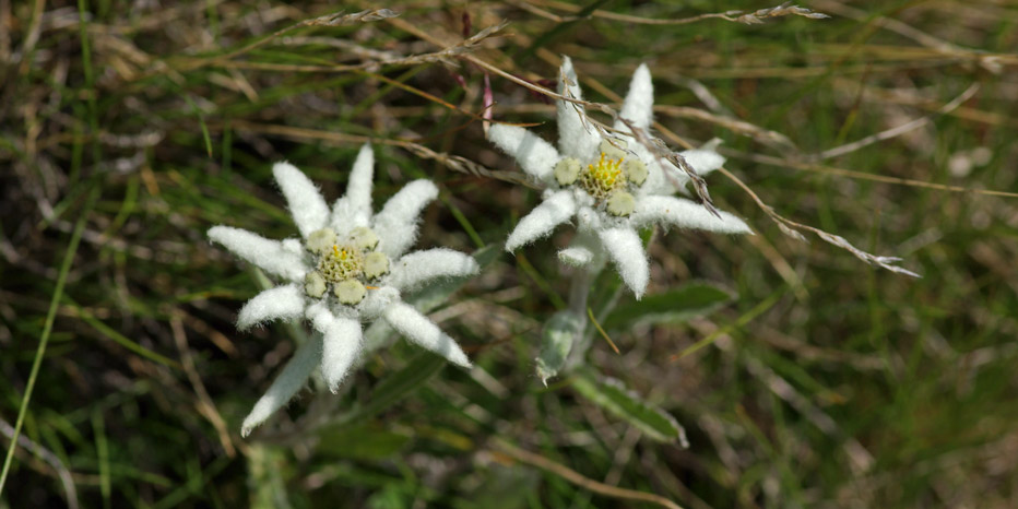 Edelweiss