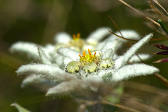 Edelweiss