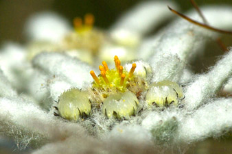 Edelweiss