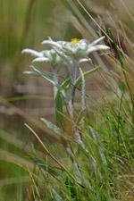 Edelweiss