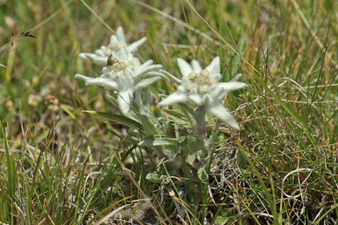 Edelweiss