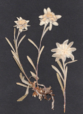 Edelweiss