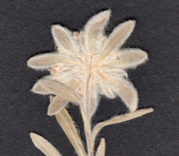 Edelweiss