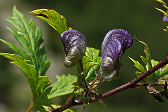 Blauer Eisenhut