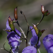 Blauer Eisenhut