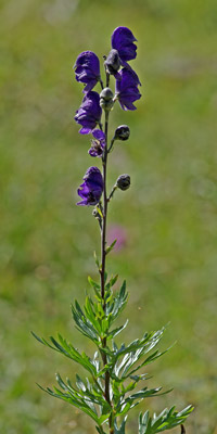 Blauer Eisenhut