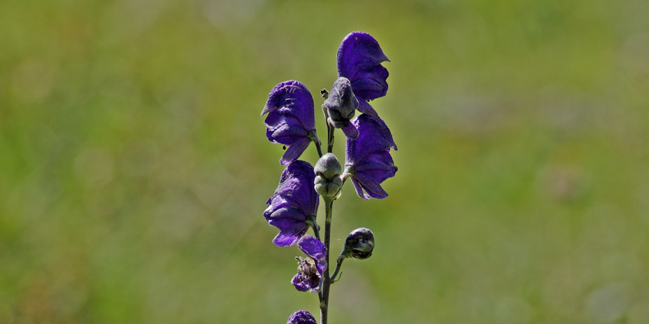 Blauer Eisenhut