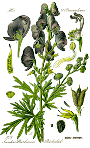 Blauer Eisenhut