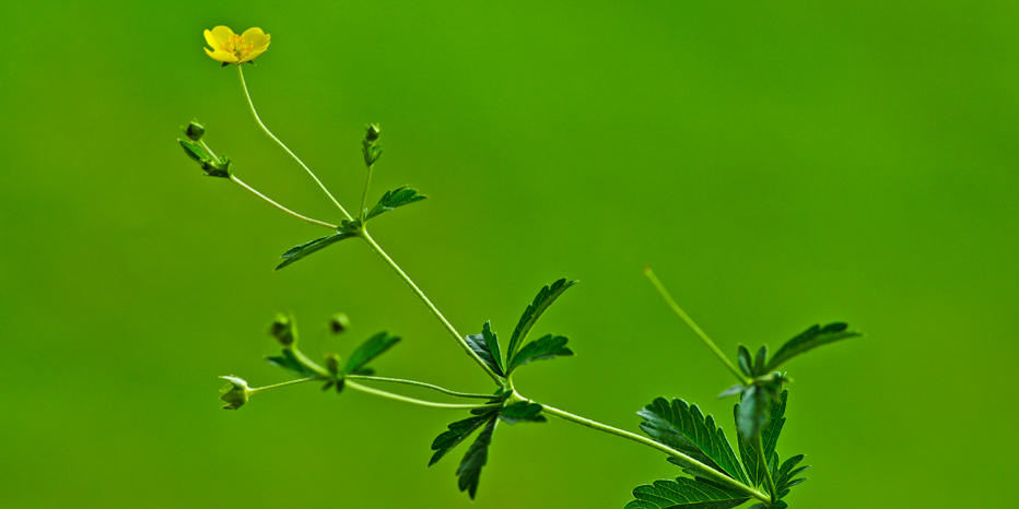 Niederliegendes Fingerkraut