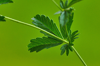 Niederliegendes Fingerkraut