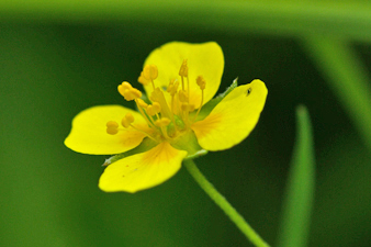 Niederliegendes Fingerkraut