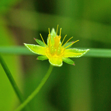 Niederliegendes Fingerkraut