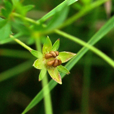 Niederliegendes Fingerkraut