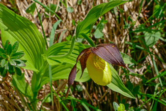 Frauenschuh