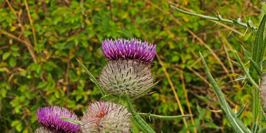 Wollköpfigen Kratzdistel