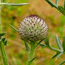 Kratzdistel