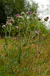 Wollköpfigen Kratzdistel