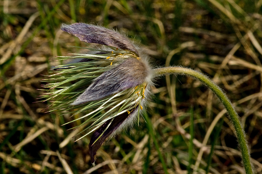 Gewöhnliche Küchenschelle