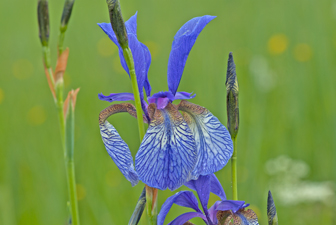 Sibirische Schwertlilie