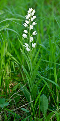 Schwertbl. Waldvögelein