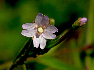 Kleinblütiges Weidenröschen