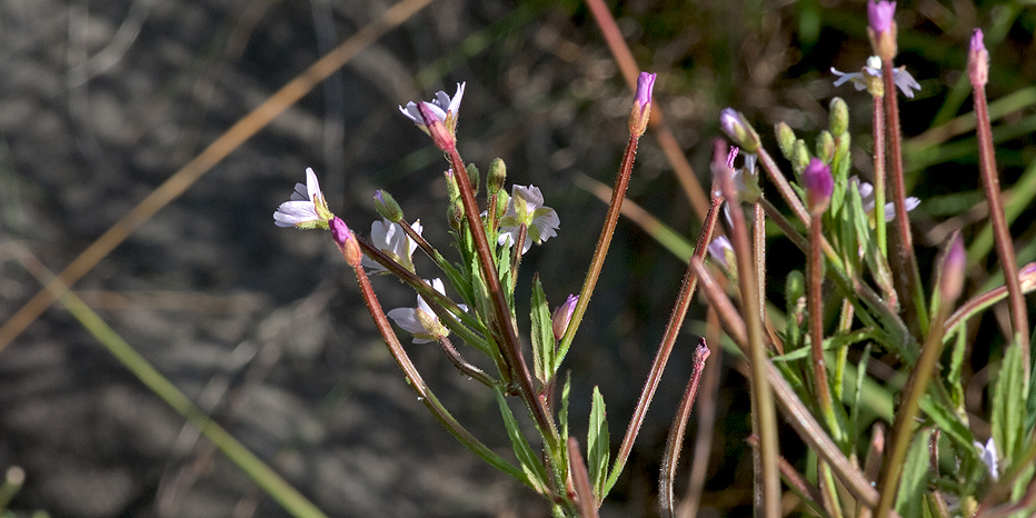 Kleinblütiges Weidenröschen