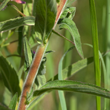 Kleinblütiges Weidenröschen