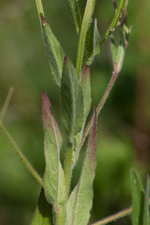 Kleinblütiges Weidenröschen