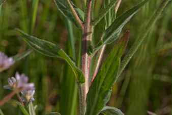 Kleinblütiges Weidenröschen