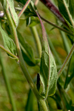 Kleinblütiges Weidenröschen