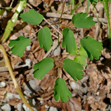 Akbl. Wiesenraute