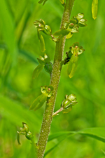 Großes Zweiblatt