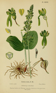 Großes Zweiblatt