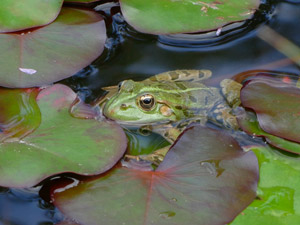 Seefrosch