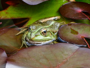 Seefrosch