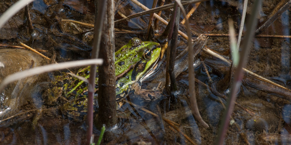 Seefrosch