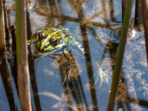 Seefrosch