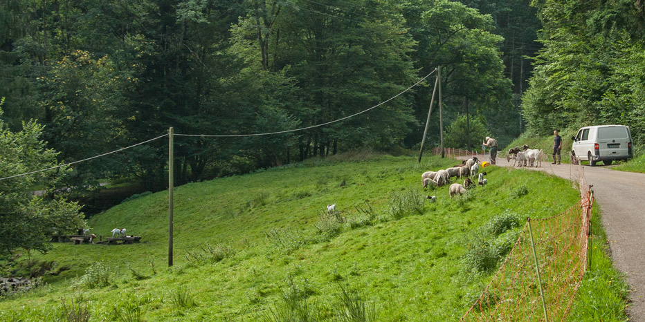 Landschaftspflege durch Beweidung