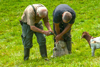 Landschaftspflege durch Beweidung