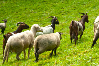 Landschaftspflege durch Beweidung